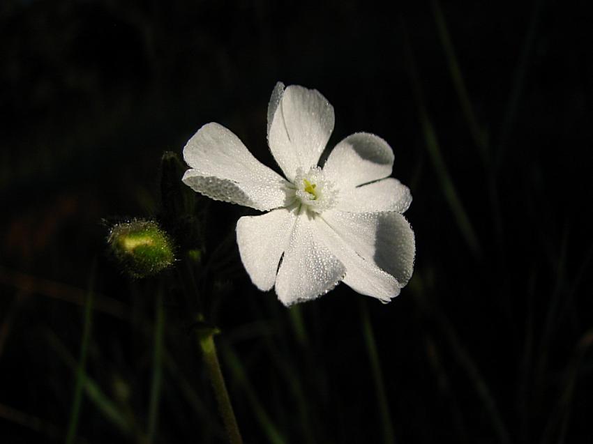Siléne ou compagnon  blanc 