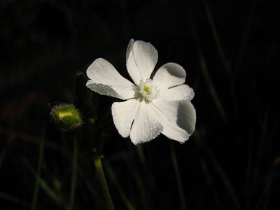 Résultat de recherche: Siléne ou compagnon  blanc 