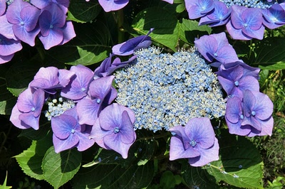 Œuvre de Le Menet: Hortensia