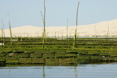 Œuvre de Le Menet: Escale au Banc d'Arguin