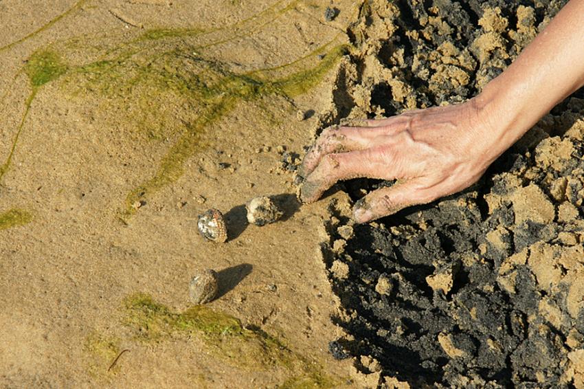 Escale au Banc d'Arguin