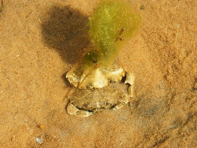 Œuvre de Le Menet: Escale au Banc d'Arguin