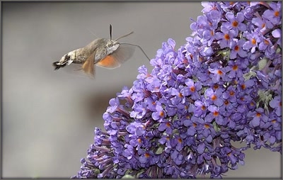 Œuvre de tetedelinotte: Sphinx colibri entre deux averses