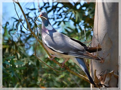 Œuvre de Pgarnier: Dame pigeon