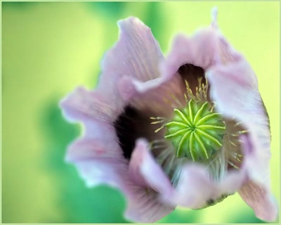 Œuvre de tetedelinotte: Au coeur ...le fruit