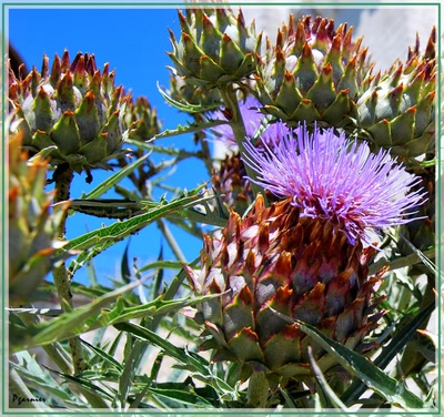 Œuvre de Pgarnier: Fleur d'artichaut