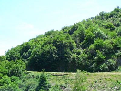 Résultat de recherche: arbres genothac