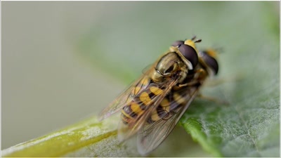 Œuvre de tetedelinotte: Tendre intimité - syrphes