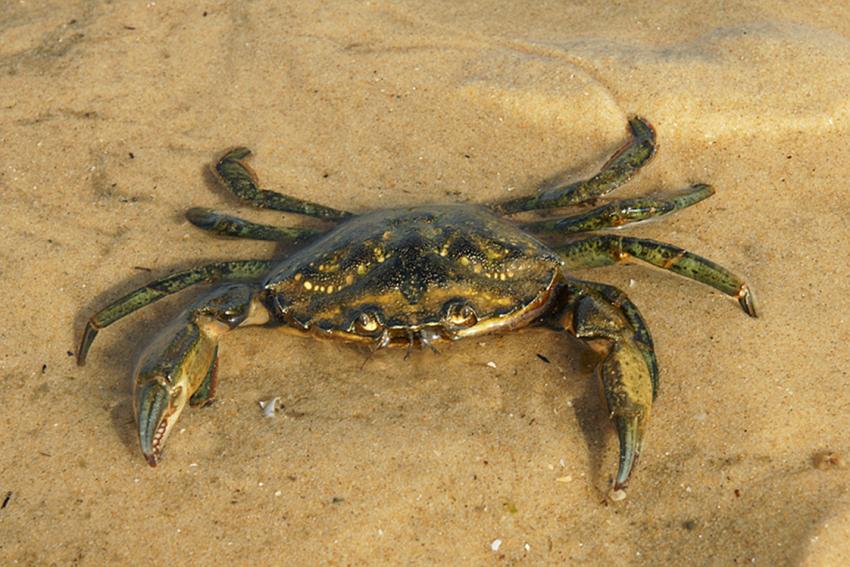 Escale au Banc d'Arguin