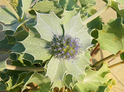 Œuvre de Le Menet: Escale au Banc d'Arguin
