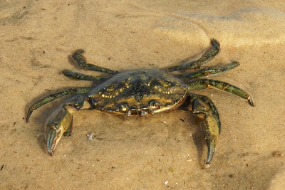 Escale au Banc d'Arguin