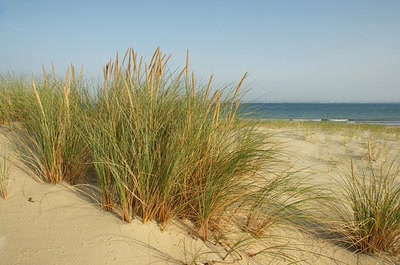 Œuvre de Le Menet: Escale au Banc d'Arguin