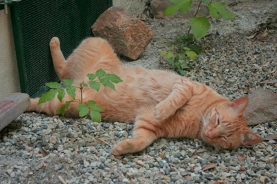 Œuvre de elisabeth34: Chat qui a chaud