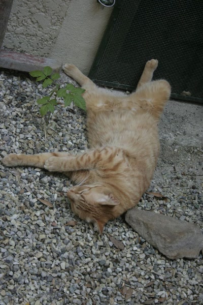 Œuvre de elisabeth34: Chat qui a chaud