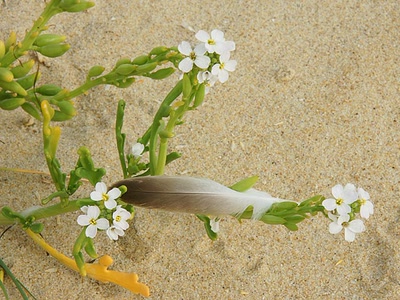 Œuvre de Le Menet: Escale au Banc d'Arguin