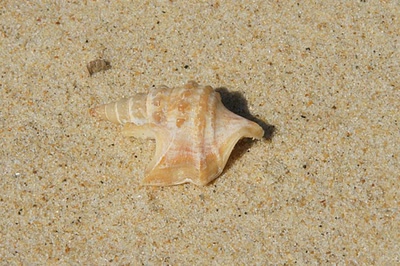 Escale au Banc d'Arguin