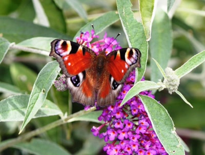Œuvre de clau: Paon du jour