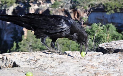 Œuvre de toe: Bon Appetit