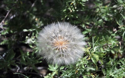 Œuvre de toe: Bien ronde...