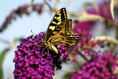 Résultat de recherche: Le grand porte queue