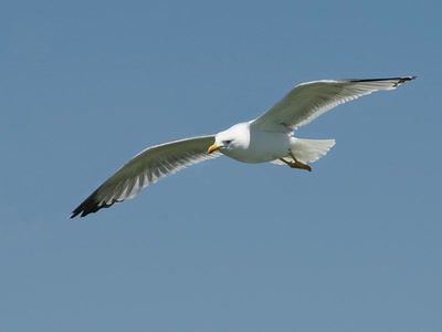 Œuvre de Le Menet: Escale au Banc d'Arguin