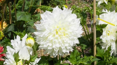 Résultat de recherche: jardin du chateau de Champs sur Marne