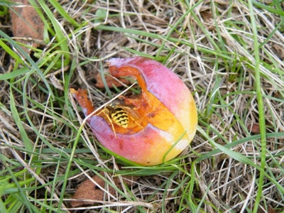 Œuvre de inano: guèpe