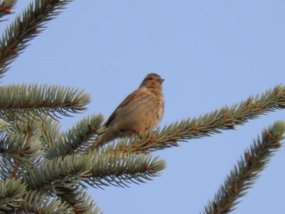 Résultat de recherche: oiseau