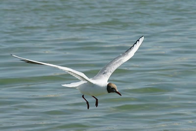 Œuvre de Le Menet: Escale au Banc d'Arguin