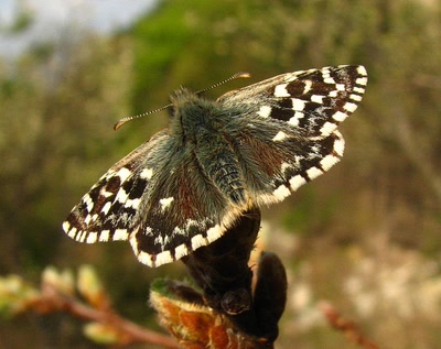 Résultat de recherche: l'hesperie de la mauve 