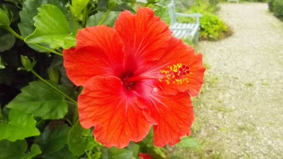 Œuvre de LOFILI: fleurs