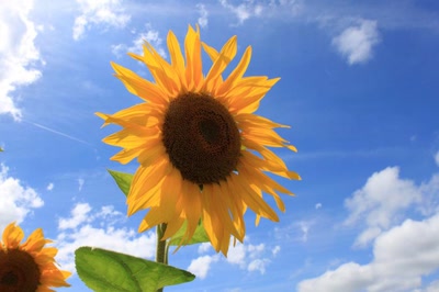 Résultat de recherche: Tournesol