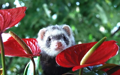 Œuvre de merlin42: Robyne