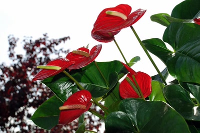 Œuvre de merlin42: Anthuruim