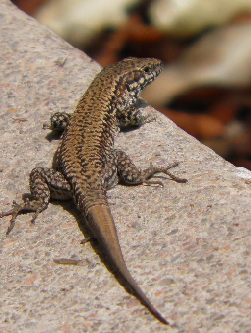 lézard