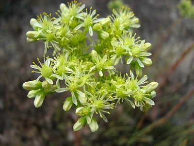 Œuvre de louloup: Immortelles sauvages