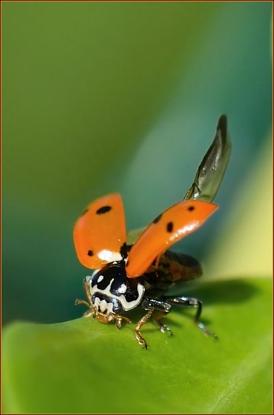 Œuvre de tetedelinotte: Après la baignade