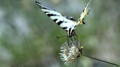 Œuvre de tetedelinotte: "Affleurissage"..