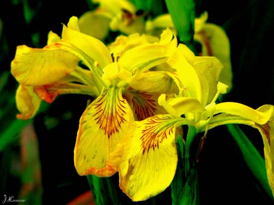 Œuvre de dedem: Ballade...