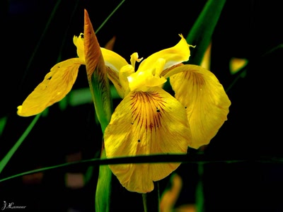 Œuvre de dedem: Ballade...