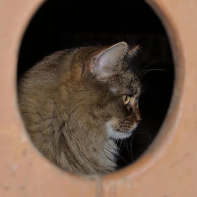 Œuvre de tetedelinotte: Chat..ière