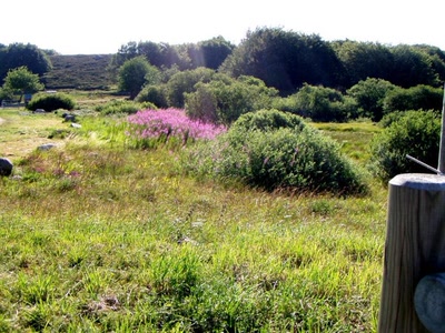 Résultat de recherche: fleurs du col de bonnecombe