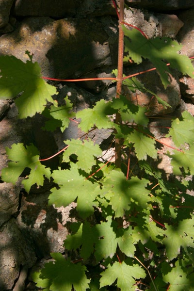 Œuvre de elisabeth34: Erable