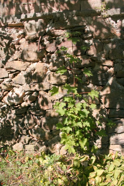 Œuvre de elisabeth34: Erable