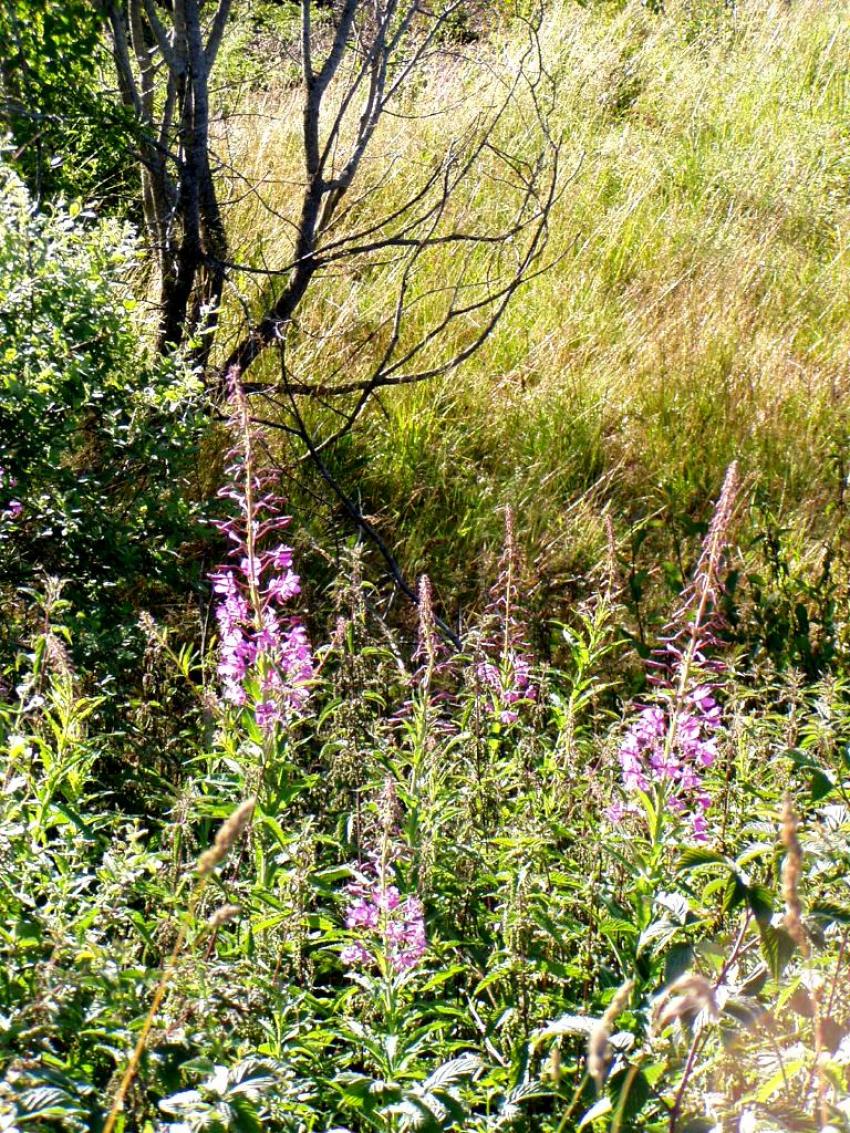 fleurs du col de bonnecombe