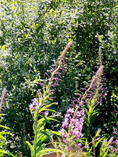 Résultat de recherche: fleurs du col bonnecombe