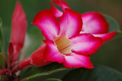 Œuvre de toe: rose bonbon