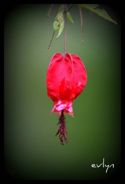 Œuvre de evlyn: abutilon mégapotamicum 
