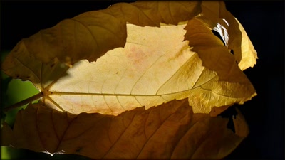 Œuvre de tetedelinotte: Lumière d'automne