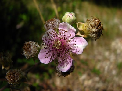 Œuvre de louloup: ronce tomenteuse